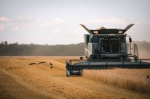 Збирання пшениці