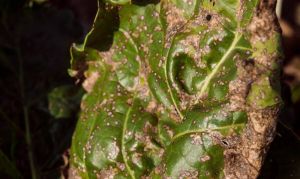 Листя цукрового буряка, уражене церкоспорозом