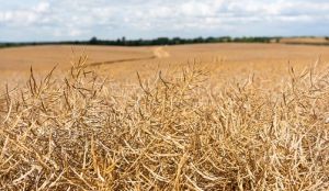 Посіви ріпака готові до збирання