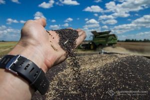 Збирання ріпаку