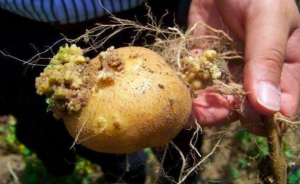 У разі занесення збудника раку картоплі на поле уся продукція стає непридатною для реалізації: рекоменації Держспоживслужби