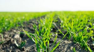 Комплексне протруювання насіння зернових допоможе зберегти потенціал врожайності та запобігти хворобам восени