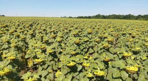 Вертикальний обробіток ґрунту допоміг зберегти соняшник за умов дефіциту вологи на Одещині
