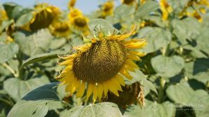 В Україні потенційна врожайність соняшнику 2025 коливається від 0-5 ц/га до 4,5 т/га