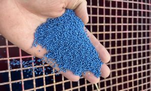 Насіннєвий матеріал озимого ріпаку