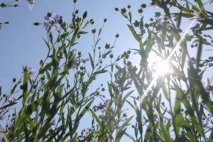 Льон олійний