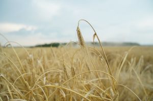 Озимий ячмінь