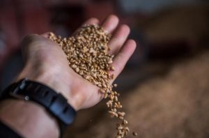 Озима пшениця