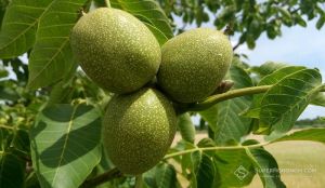 Ніктеола горіхова шкодить горіховим садам в Україні: на деяких деревах пошкодження сягає 40–50% 