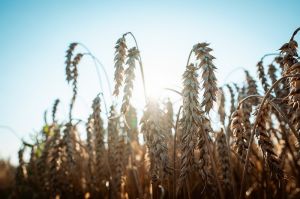 Озима пшениця