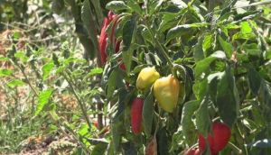 Зміни клімату, брак працівників та труднощі реалізації врожаю: фермер розповів про проблеми аграріїв Одещини