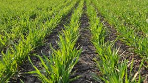 За даними аналізів, 70% насіння зернових уражено збудниками хвороб: воно потребує обов'язкового протруювання