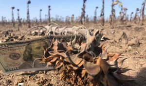 Прогнози урожаю-2025 соняшнику дедалі знижуються