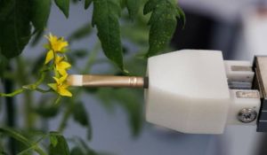 Для роботизації перехресного запилення дослідники «переробили» квітки сої та томатів за допомогою CRISPR-Cas9