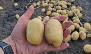Картопля сорту Прада в МХП-Агро-С