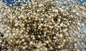 По маржинальності льон олійний цьогоріч буде однією найпривабливіших культур — думка