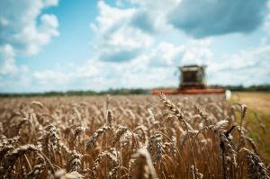 Озима пшениця