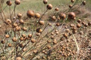 Льон олійний