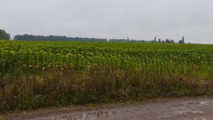 Посіви соняшнику,вирощені на радіаційно забруднених землях