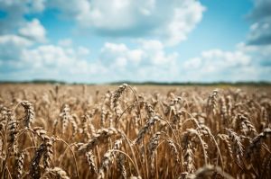 Озима пшениця