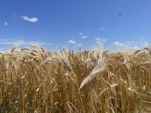 Озимий ячмінь