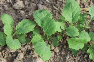 Озимий ріпак