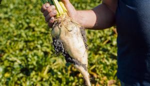 Площі під цукровим буряком цьогоріч на 22% менші, тож ціна на нього може підвищитись