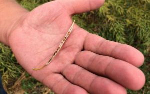 Введення експортних мит на олійні вигідно усім, крім фермерів, — аграрій про соєво-ріпакові правки