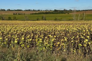 Поле соняшника в господарстві Вадима Свєтлова