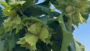 Італійські сорти фундука та механізація збирання врожаю — аграрій поділився нюансами вирощування горіха