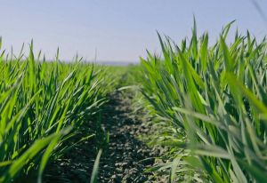 Озима пшениця