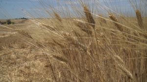 Тверду пшеницю обирають як альтернативу кукурудзі в господарстві на Кіровоградщині