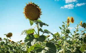 Посіви соняшника