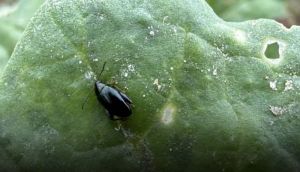 Посіви озимого ріпаку у Польщі постраждали від значного поширення хрестоцвітих блішок