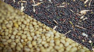 Під тиском соєво-ріпакових правок в Україні знижуються ціни на ріпак і сою