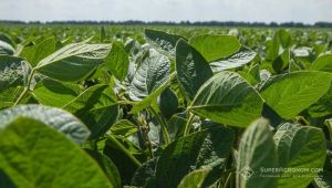 Corteva планує розділити виробництво насіння та пестицидів