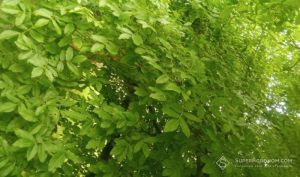 Волоський горіх