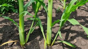 Пасинки на кукурудзі