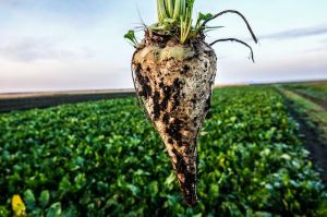 Цукровий буряк