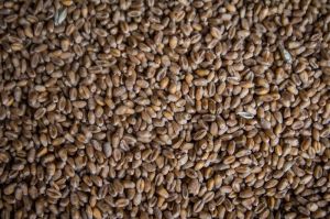 Озима пшениця