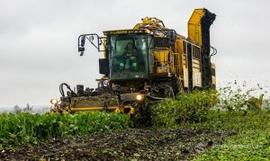 Врожайність і цукристість цукрових буряків в Україні цього року нижчі за середні показники