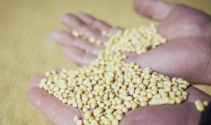 Упродовж сезону соя була найдешевшою олійною, що вплинуло на зацікавлення в її вирощуванні — експертка