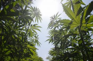 Промислові коноплі