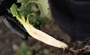 Озимий ріпак