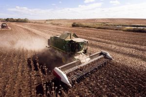 Збирання соняшника