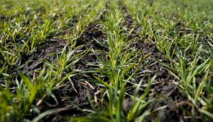 Посіви озимої пшениці