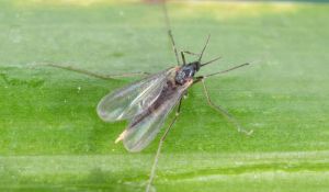 Шкідники озимої пшениці