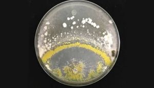 Вирощені спільно культури S. sclerotiorum (вгорі) і T. hamatum GD12 (внизу)