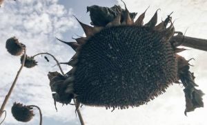 Кошик соняшника