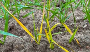 Пожовклі листки озимої пшениці